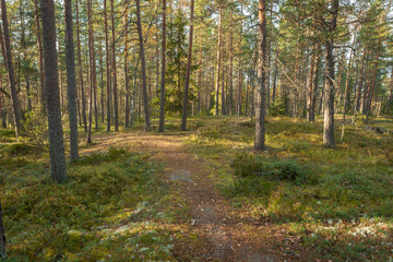 Path in forest in Finland