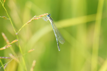Dragonfly