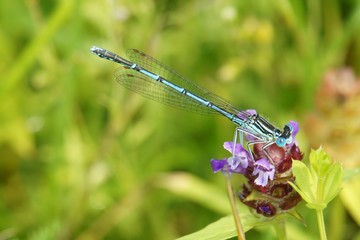 Dragonfly