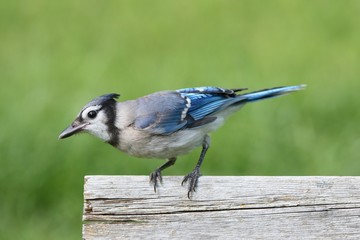 Blue Jay on a Fence