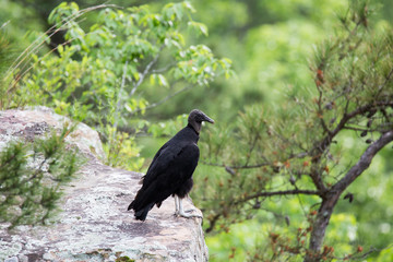 black vulture buzzard bird perched on mountain ledge 
