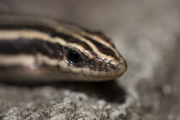 Reptilian