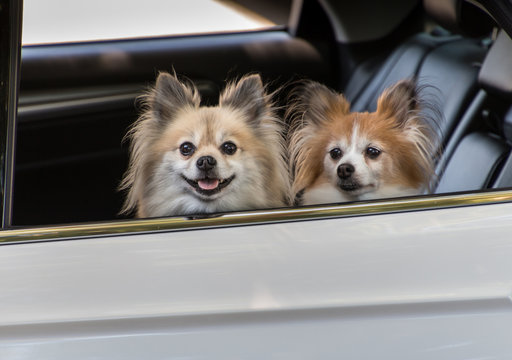 wo cute little dogs looking out the window of a car waiting for their owner