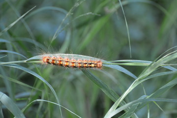 Bing the caterpillar on the grass