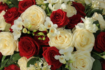 Red and white roses