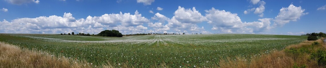 Field, horizon, flowering, white poppies, sky, clouds