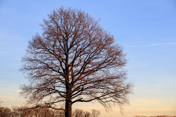 Baum vor blauem Himmel