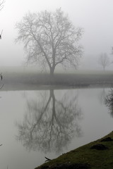Silhouette Bäume im Sonnenuntergang am Wasser mit Spiegelung