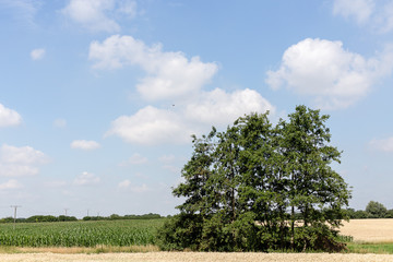 Fototapeta premium Baum vor blauem leicht wolkigem Himmel