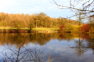 Fototapeta na wymiar Teich mit Spiegelungen von Bäumen im Herbst