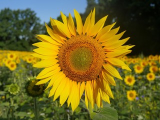 Fototapeta premium Field of sunflowers in the morning