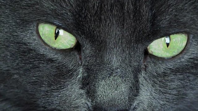 Portrait of black cat with green eyes,  close up