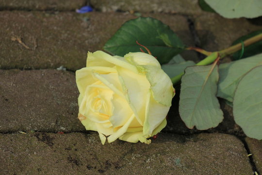 White rose on pavement