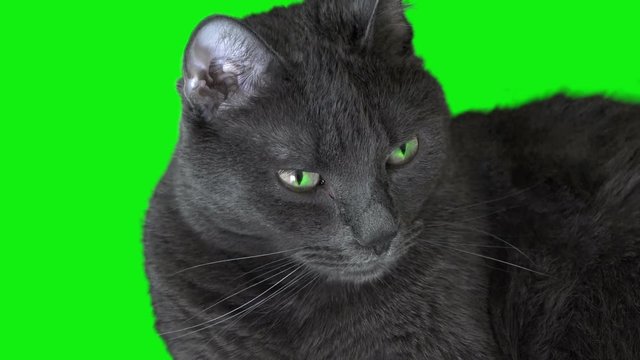 Black Cat On Green Screen Background