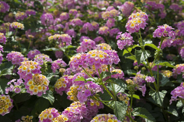 Lantana (Shichihenge, Shrub verbenas) is blooming, Japan