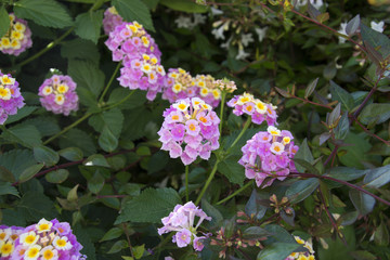 Naklejka premium Lantana (Shichihenge, Shrub verbenas) is blooming, Japan