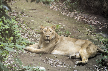 インドライオン