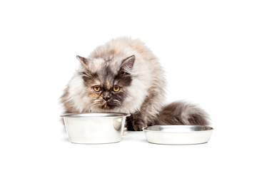 Chinchilla Persian cat with milk