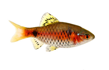 Odessa barb Pethia padamya freshwater aquarium fish