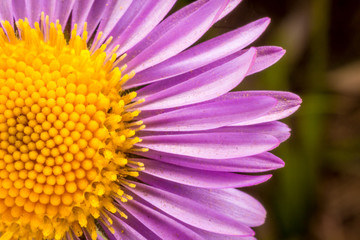 macro flower 1