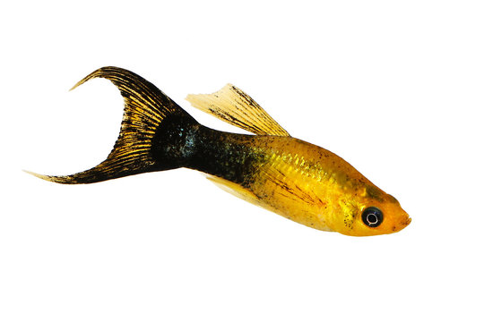 Golden black Lyretail Molly Poecilia latipinna aquarium fish 