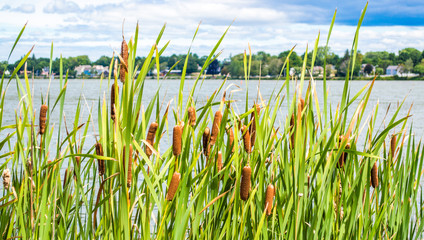 garden of cattails along shoreline of Massachusetts lake