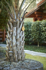 palm tree