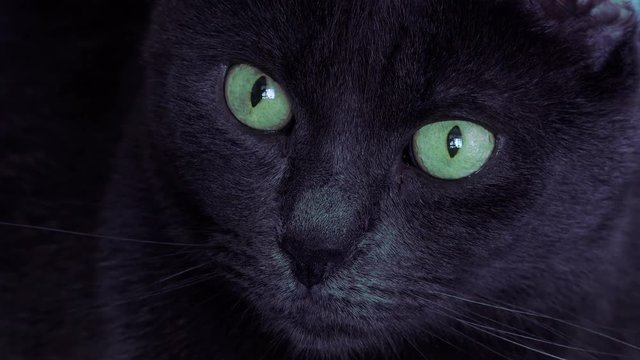 Black cat with green eyes, close up, on black background