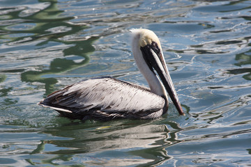 Pelican in Floria Everglades