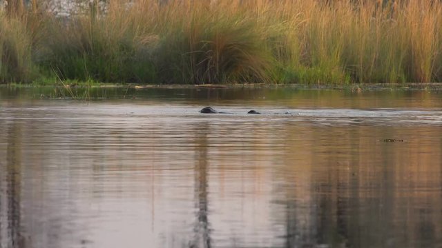Hippo in the Okavango Delta (Botswana) as 4k UHD footage