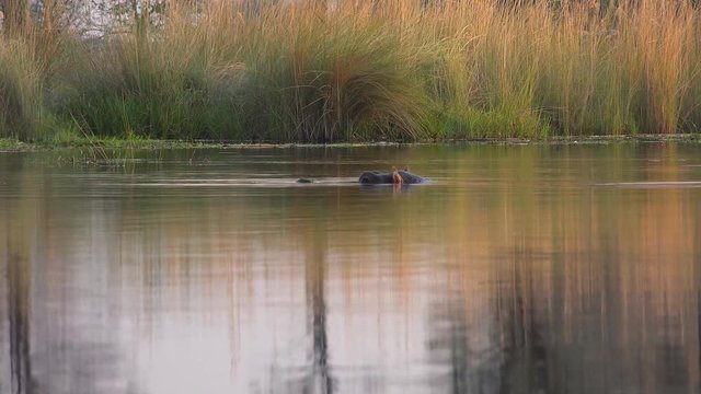 Hippo in the Okavango Delta (Botswana) as 4k UHD footage
