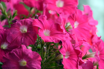 Pink Petunia Close Up