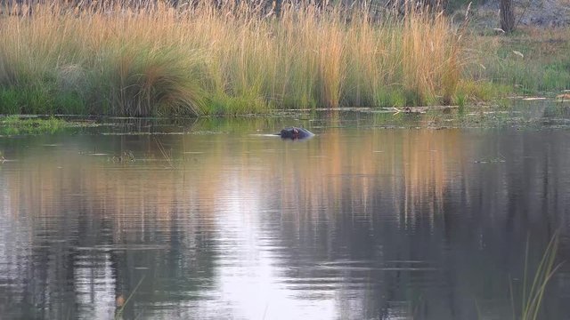 Hippo in the Okavango Delta (Botswana) as 4k UHD footage