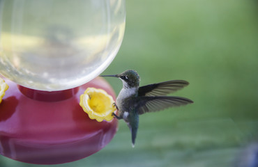 Hummingbirds at the feeder 