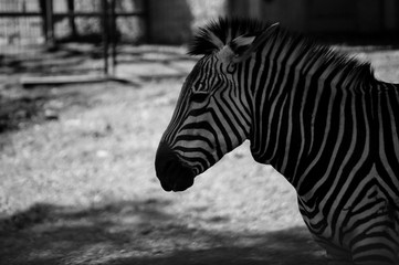 Fototapeta na wymiar Zebra Black and Whie