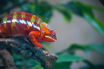 chameleon   © Torri