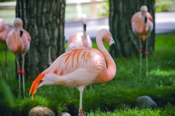 Flamingo  