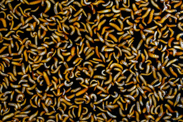 worm,Biological fermentation (EM) from fruit, for use in agriculture | Organic Farms.