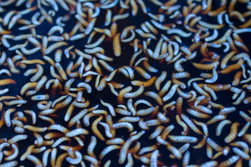 worm,Biological fermentation (EM) from fruit, for use in agriculture | Organic Farms.