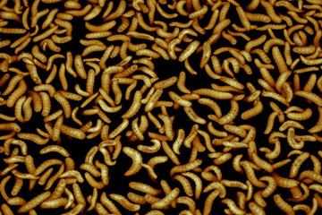 worm,Biological fermentation (EM) from fruit, for use in agriculture | Organic Farms.