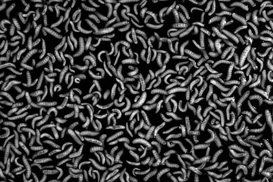 worm,Biological fermentation (EM) from fruit, for use in agriculture | Organic Farms.