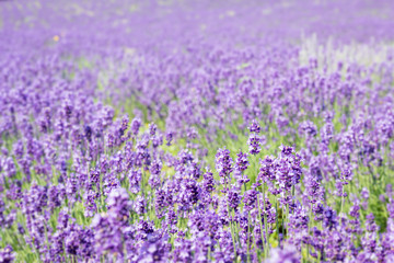 Soft and blur of Lavender field in summer season of Furano, Hokkaido, Japan