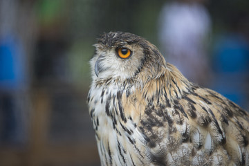 フクロウの顔