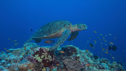 Green sea turtle on a coral reef with plenty fish.