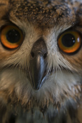 フクロウの顔