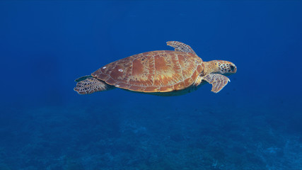 Obraz premium Green sea turtle in blue water.