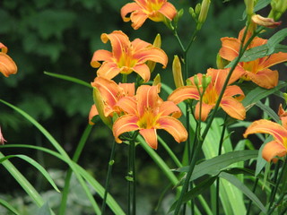 Beautiful blooming orange wood lilies in the park, tiger lilies in full blossom