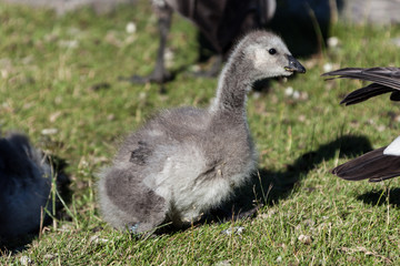 Fortress, world heritage, haven, Helsinki at blue sky, goose, baby, animal
