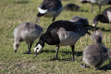 Fortress, world heritage, haven, Helsinki at blue sky, goose, baby, animal