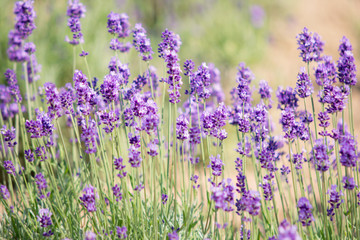 Beautiful lavender field in summer of Hokkaido, Japan